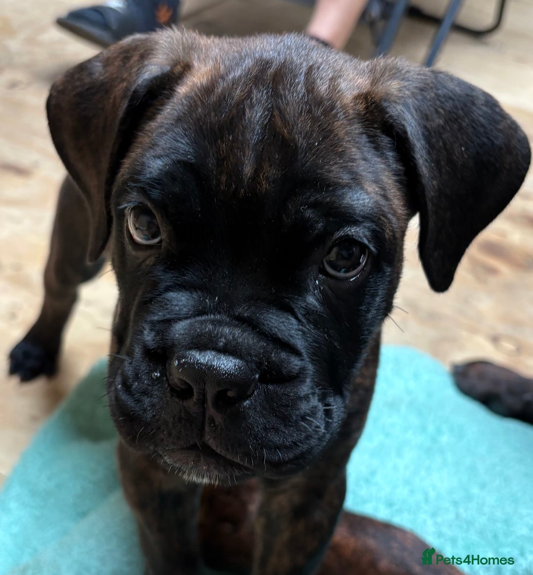 Bullmastiff dogs for sale: 🐾 KC registered bullmastiff female puppy 🐾 - Image 8