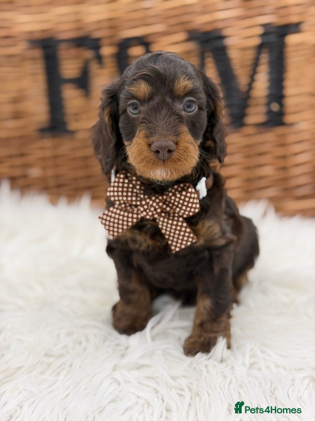 Cavapoo dogs for sale: F1 E ** tensively Health Tested Cavapoos - Advert 4