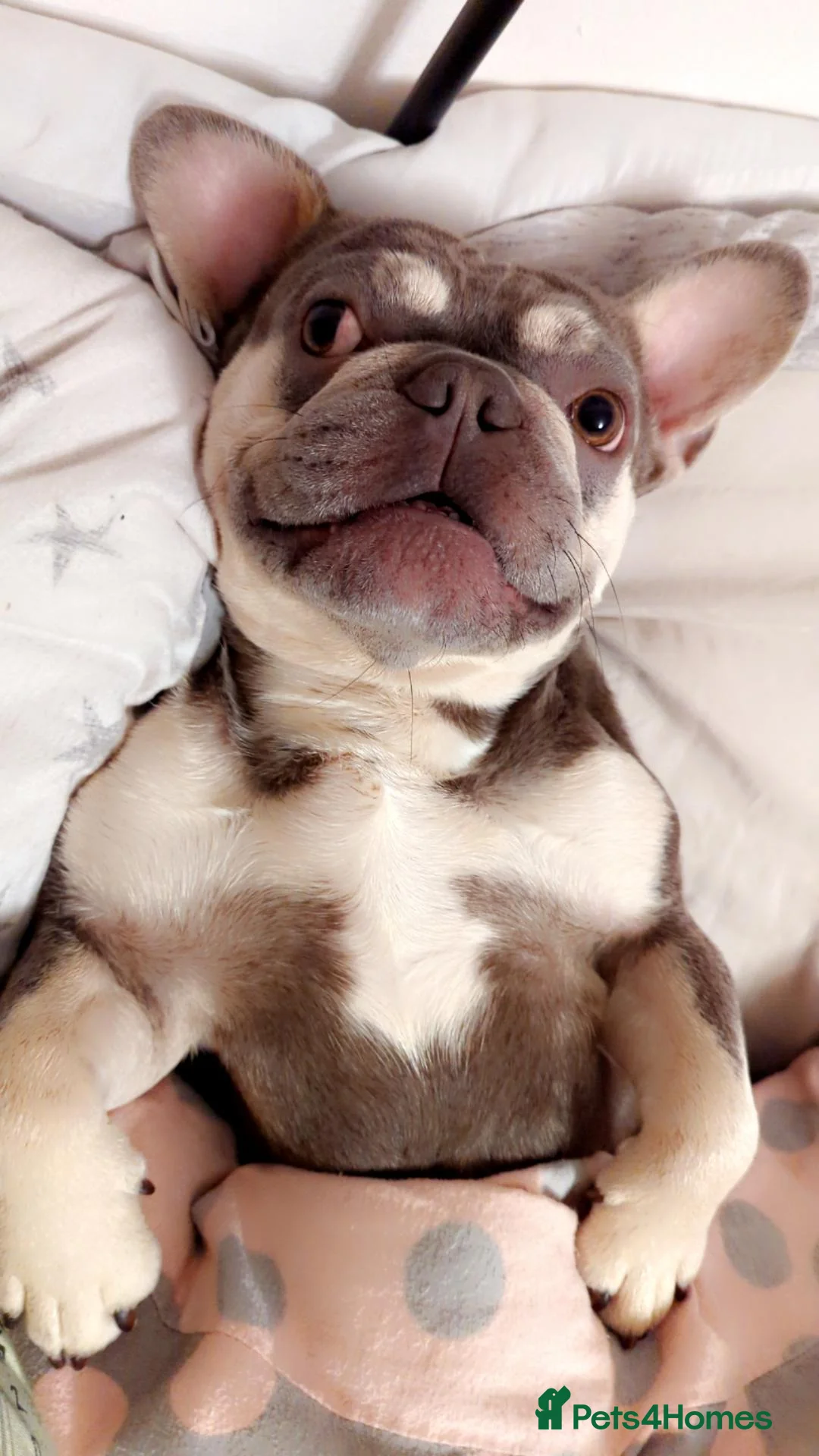 French Bulldog dogs for sale: 5 year old Frenchie seeking a forever home - Advert 7