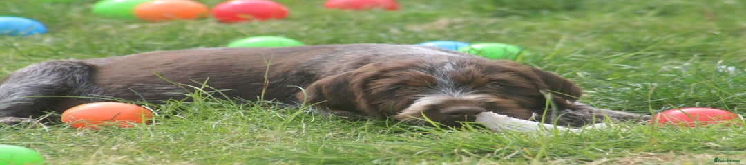German Wirehaired Pointer Puppy 2