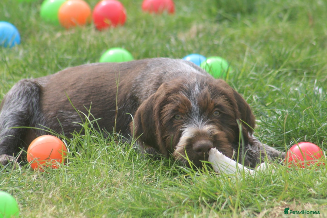 German Wirehaired Pointer dogs for sale: Beautiful Gwps puppies - Image 19
