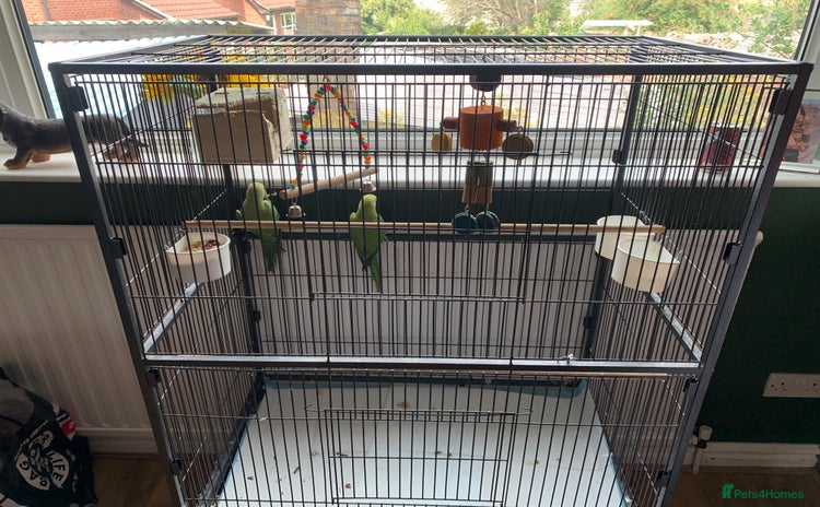 Parakeets birds - Advert 1