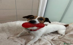 Jack Russell dogs for adoption: Delilah - Image 2