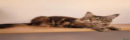 Maine Coon cats for sale: Adult Maine Coon female - Advert 4