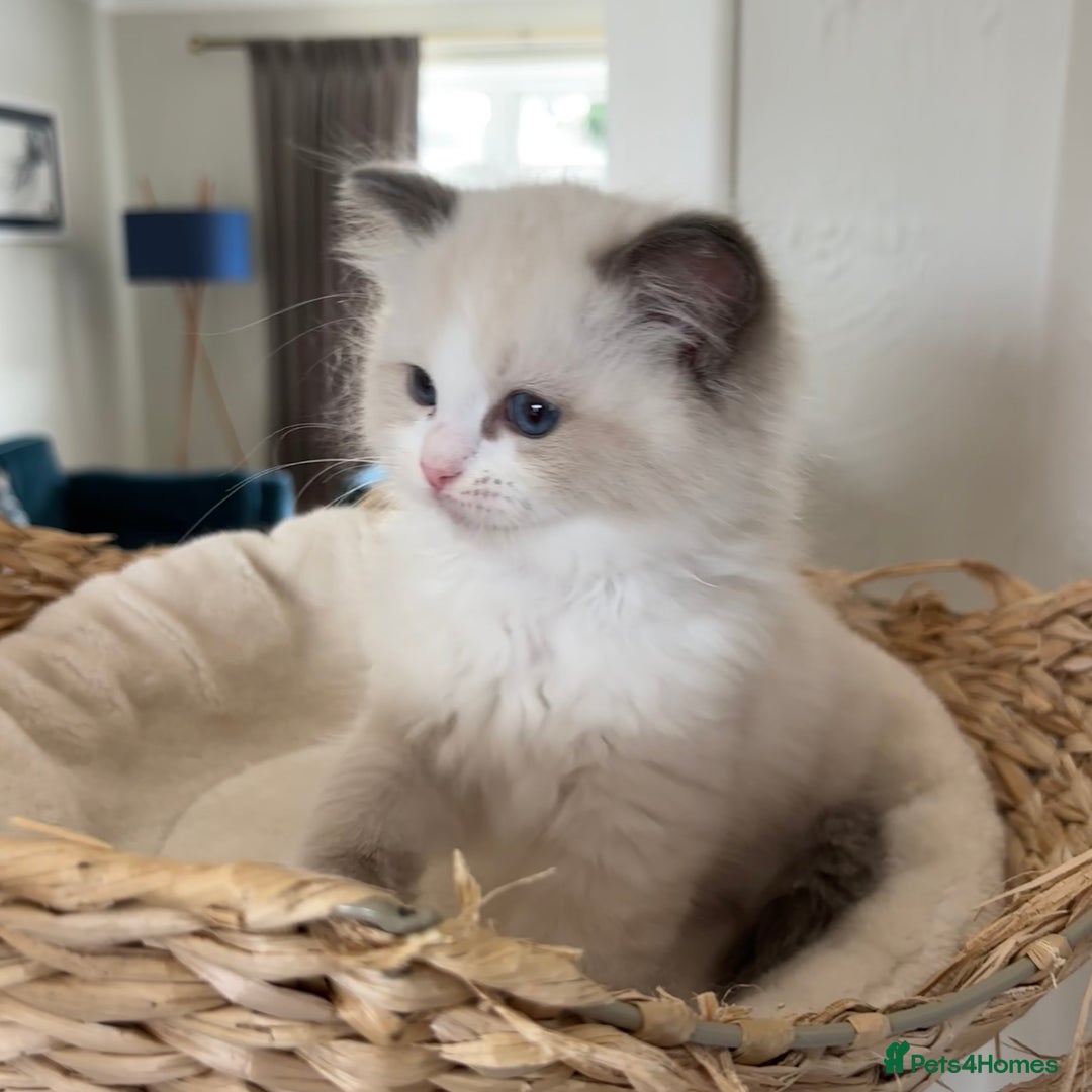Ragdoll cats for sale: Ragdolls - Image 7