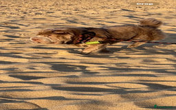 Shar Pei dogs for sale: 8 month old bear coat shar pei male  - Image 3