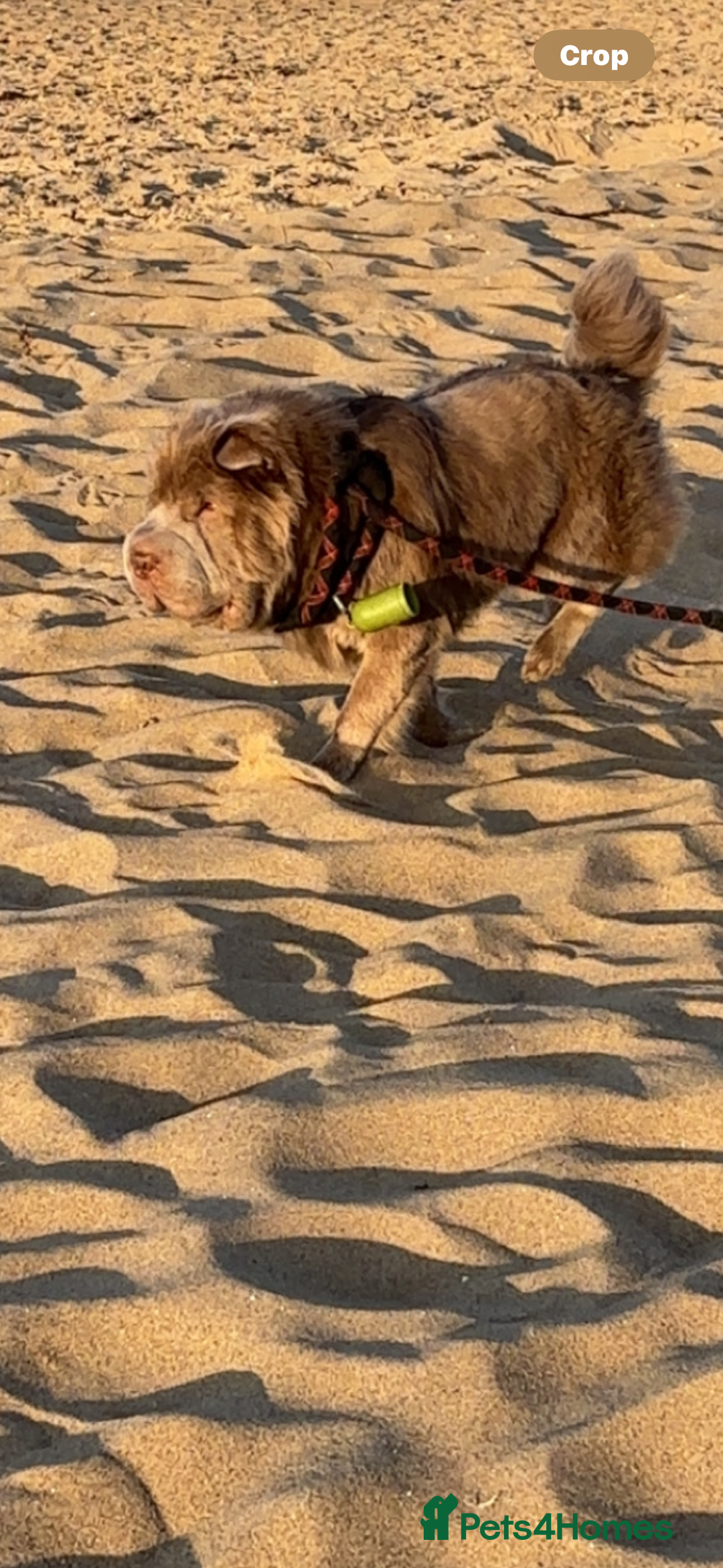 Shar Pei dogs for sale: 8 month old bear coat shar pei male  - Image 3