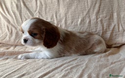 Cavalier King Charles Spaniel dogs for sale: Gorgeous Cavalier King Charles Puppies  - Image 21
