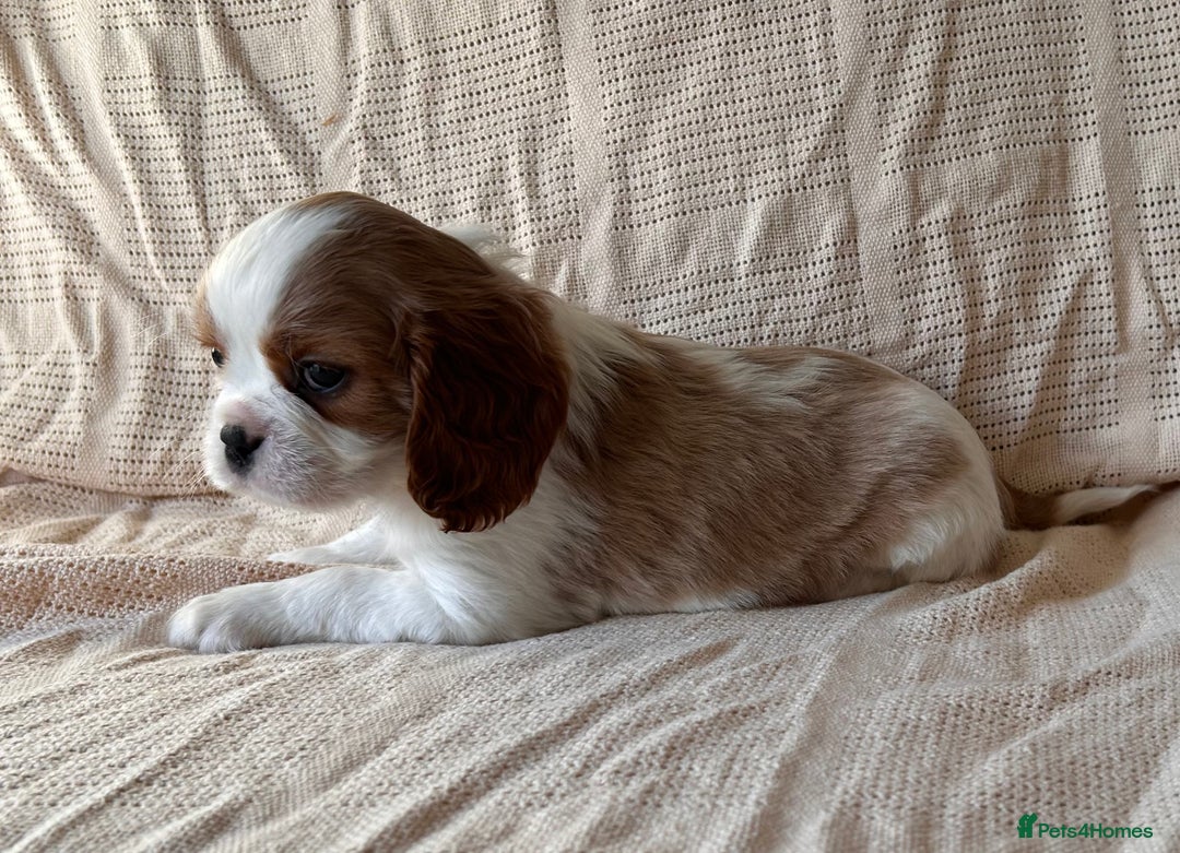 Cavalier King Charles Spaniel dogs for sale: Gorgeous Cavalier King Charles Puppies  - Image 21