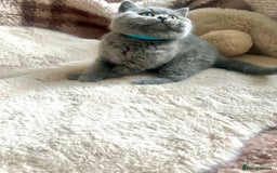 British Shorthair cats for sale: Beautiful Pure bred British shorthair kittens - Image 9