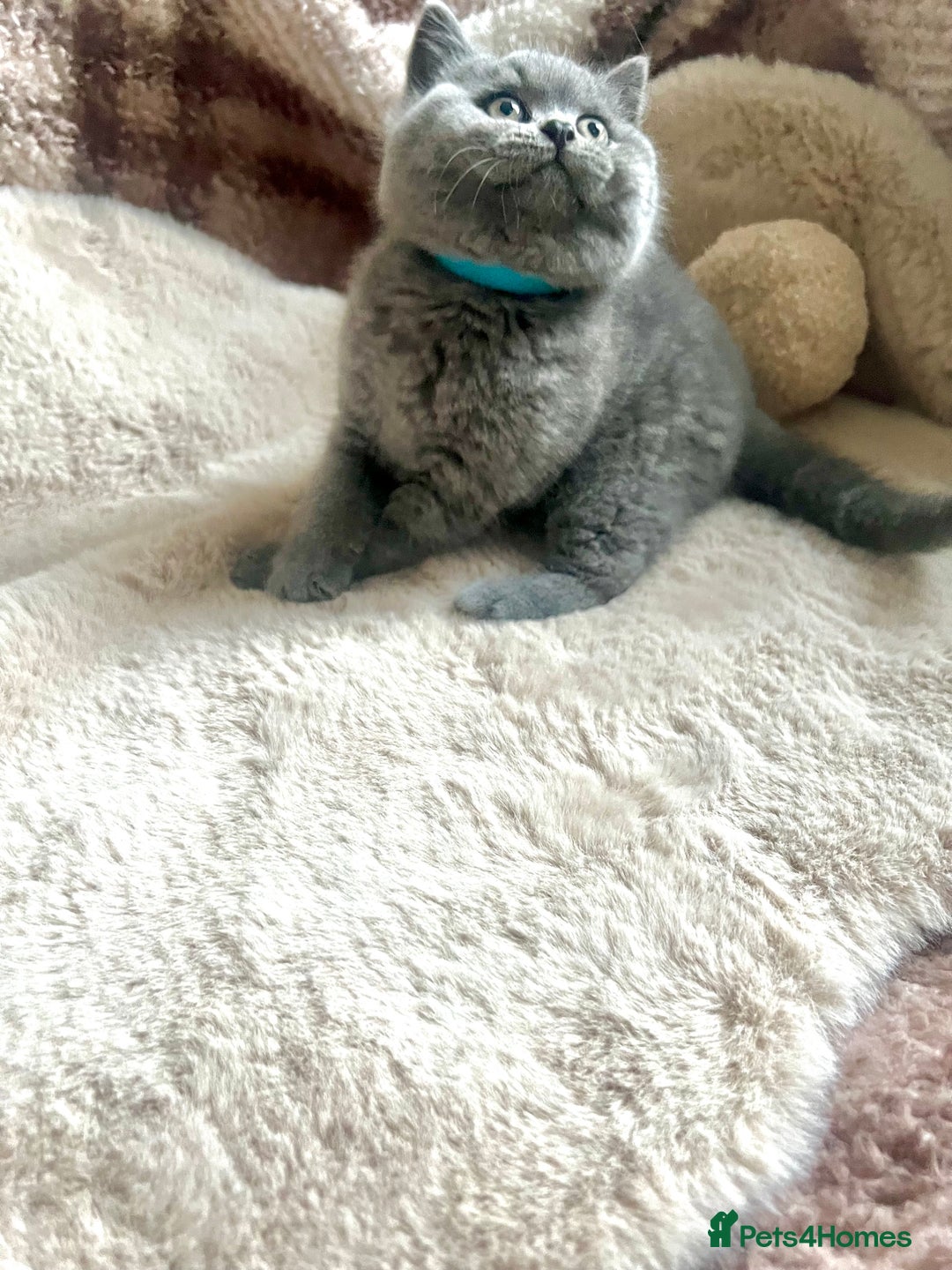 British Shorthair cats for sale: Beautiful Pure bred British shorthair kittens - Image 9