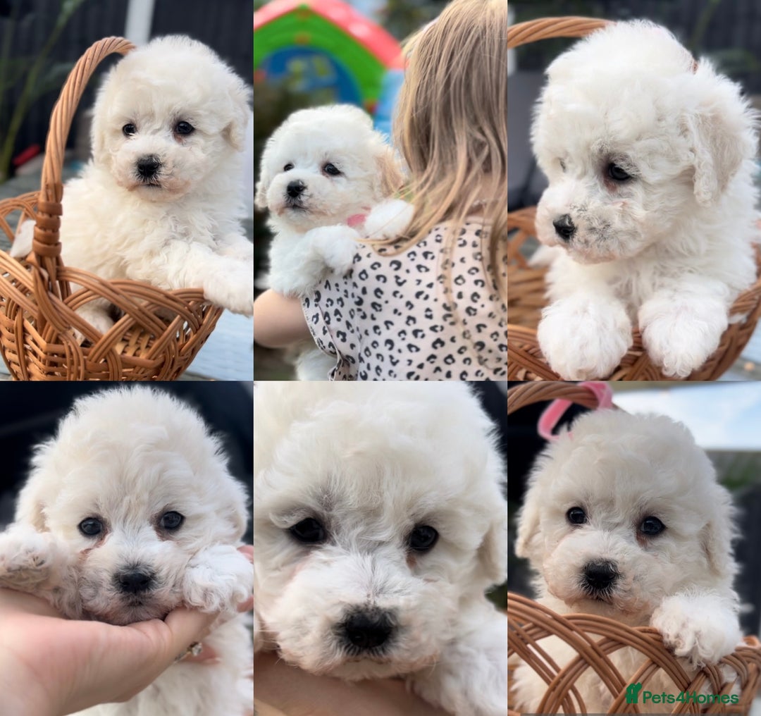 Bichon Frise dogs for sale: Beautiful Bichon Frise only 1 available  - Image 13