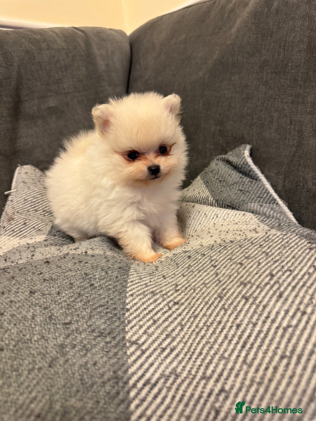Pomeranian dogs for sale: Gorgeous Pomeranian puppies - Image 12