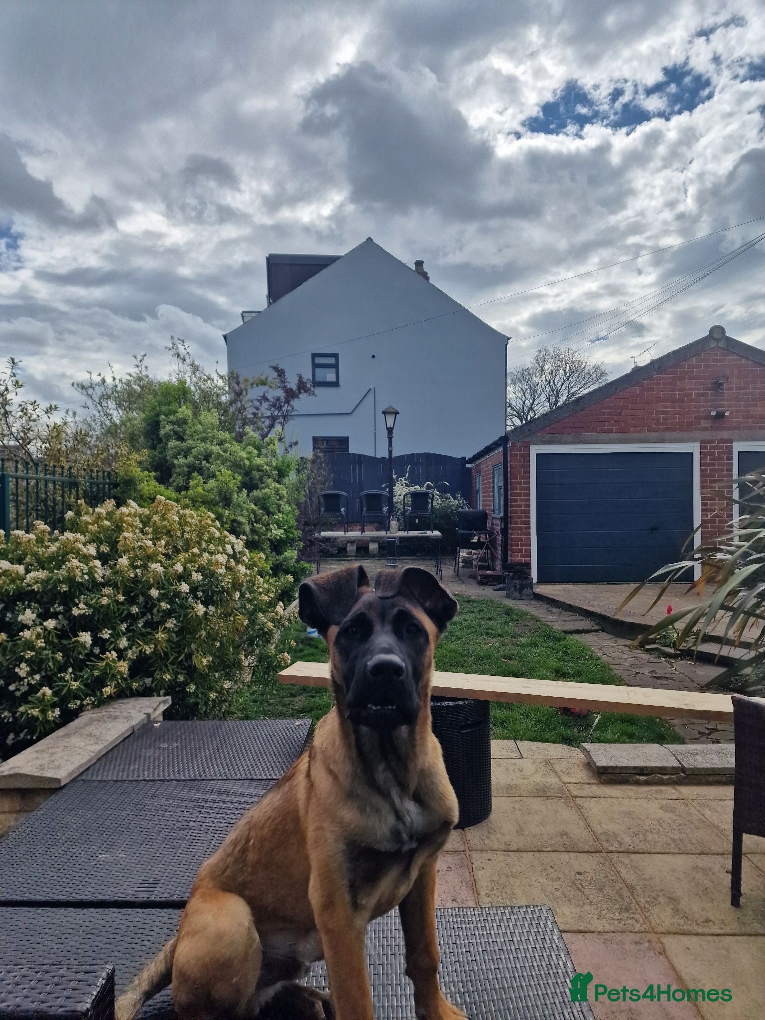 Mixed Breed dogs Bailey our 10 month old Mali X Cane - Advert 2