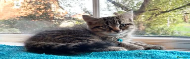 Pudding (grey stripey male)