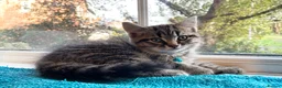 Mixed Breed cats for sale: Three chilled out goofballs - Advert 21