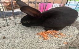 Netherland Dwarf rabbits for sale: rabbit - Advert 5