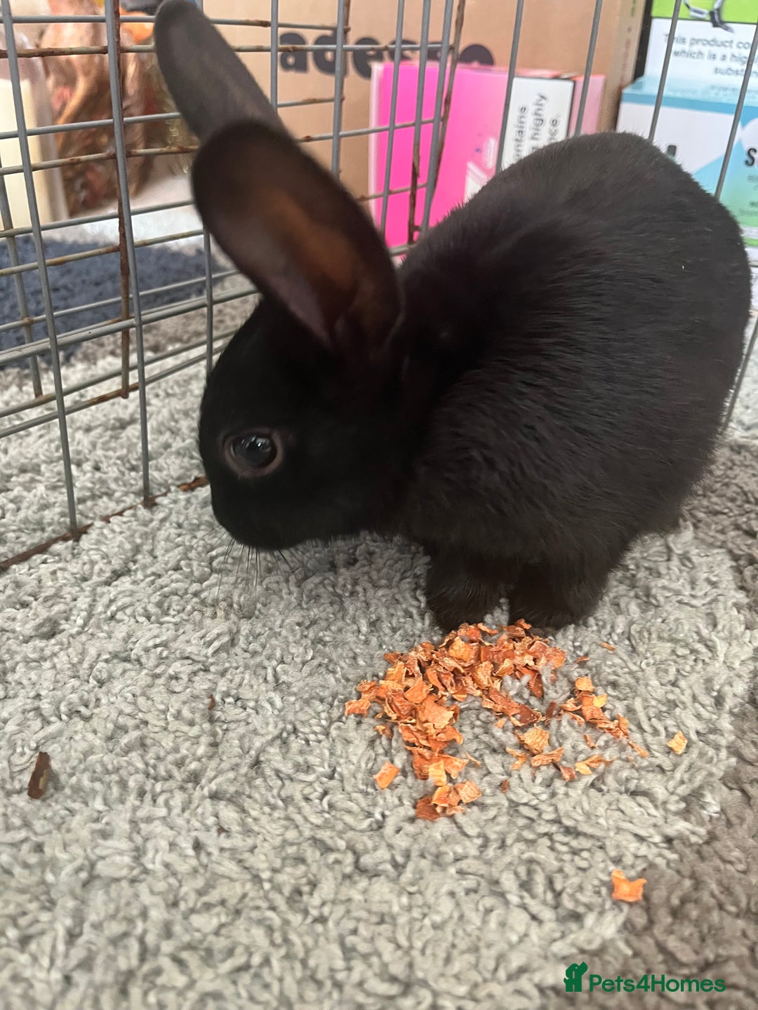 Netherland Dwarf rabbits for sale: rabbit - Advert 5