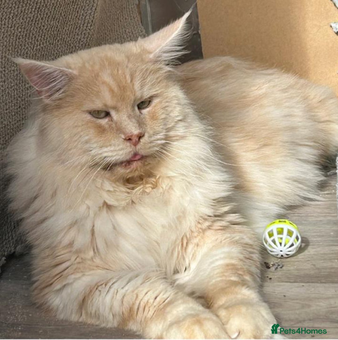 Maine Coon cats for sale: Beautiful maincoon kittens ready now  - Advert 16