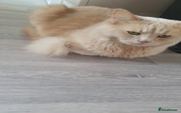 Ragdoll cats for sale: Ragdoll cross - Image 30