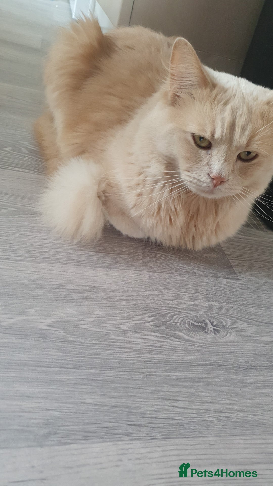 Ragdoll cats for sale: Ragdoll cross - Image 30