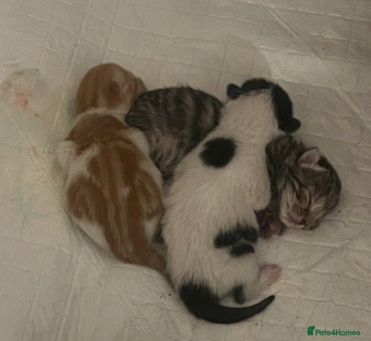 Domestic Shorthair cats Kitten ready in 8 weeks in Stockton-on-Tees - Advert 10