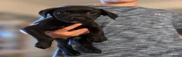 Labrador Retriever dogs for sale: Labrador Retrievers Ready Now  - Advert 6