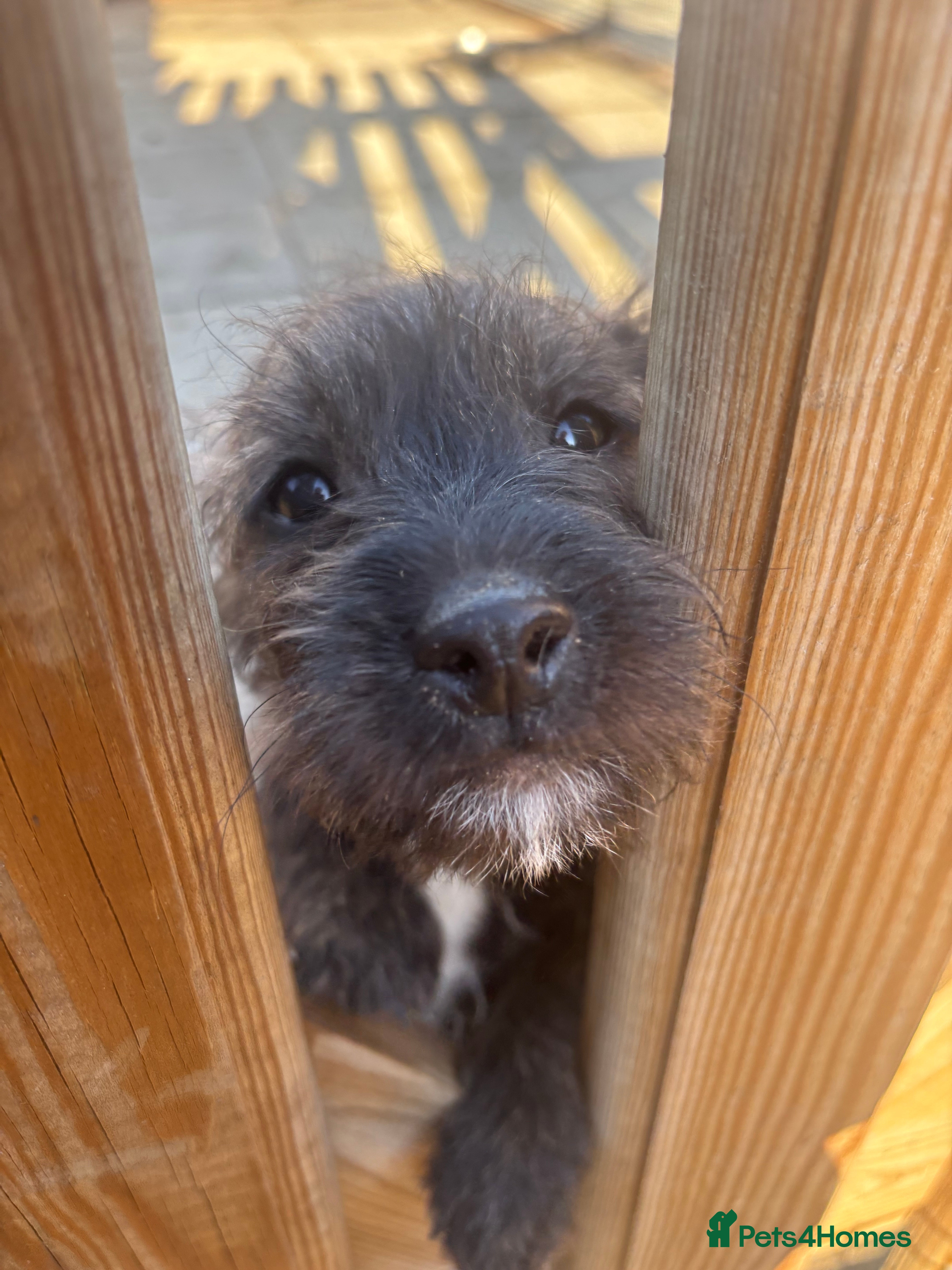 Jackapoo dogs Jackapoo Puppies for sale 🐶🐾 - Advert 2