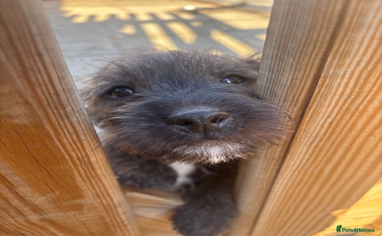 Jackapoo dogs Jackapoo Puppies for sale 🐶🐾 - Advert 1