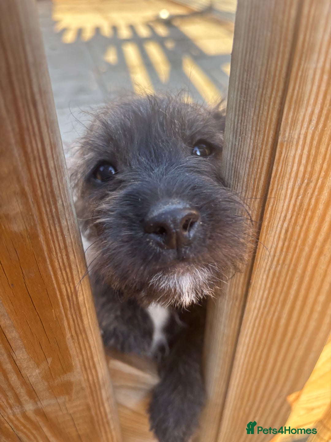 Jackapoo dogs for sale: Jackapoo Puppies for sale 🐶🐾 - Advert 1