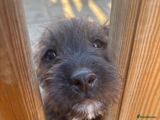 Jackapoo dogs Jackapoo Puppies for sale 🐶🐾 - Advert 1