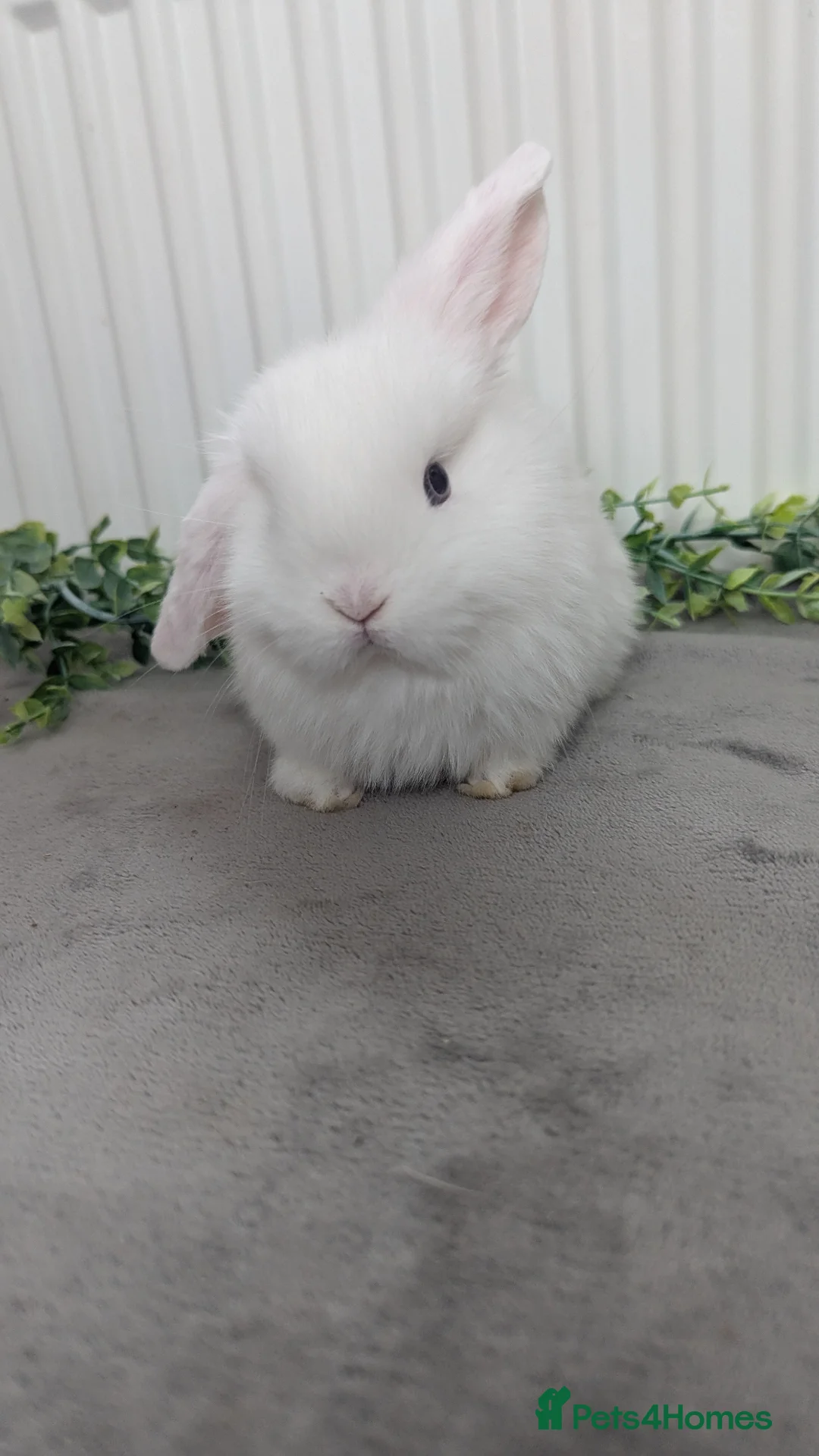 Mini Lop rabbits for sale: Mini lops ready to reserve, one little boy left! - Advert 8