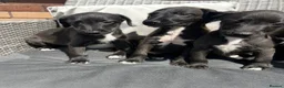 Mixed Breed dogs for sale: BEDDY  WHIPPET PUPS - Advert 15