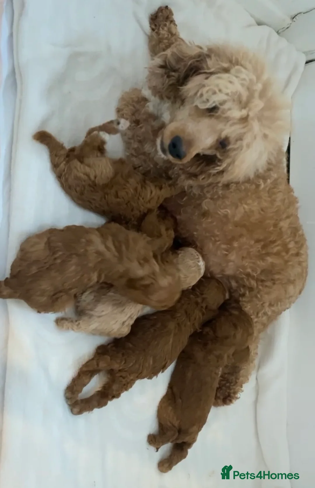 Miniature Poodle dogs for sale: Stunning Red Minature Poodle Boy  - Advert 10
