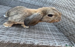 Mini Lop rabbits for sale: Mini lop - Image 15