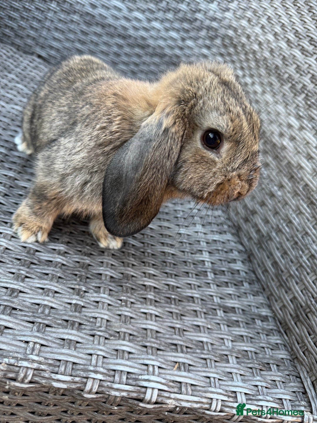 Mini Lop rabbits for sale: Mini lop - Image 15