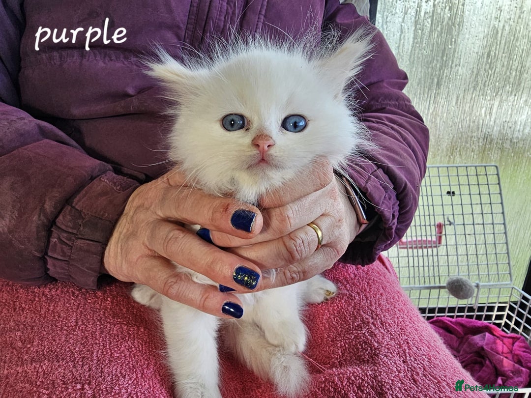 Ragdoll cats for sale: Stunning pure Ragdolls  - Advert 23
