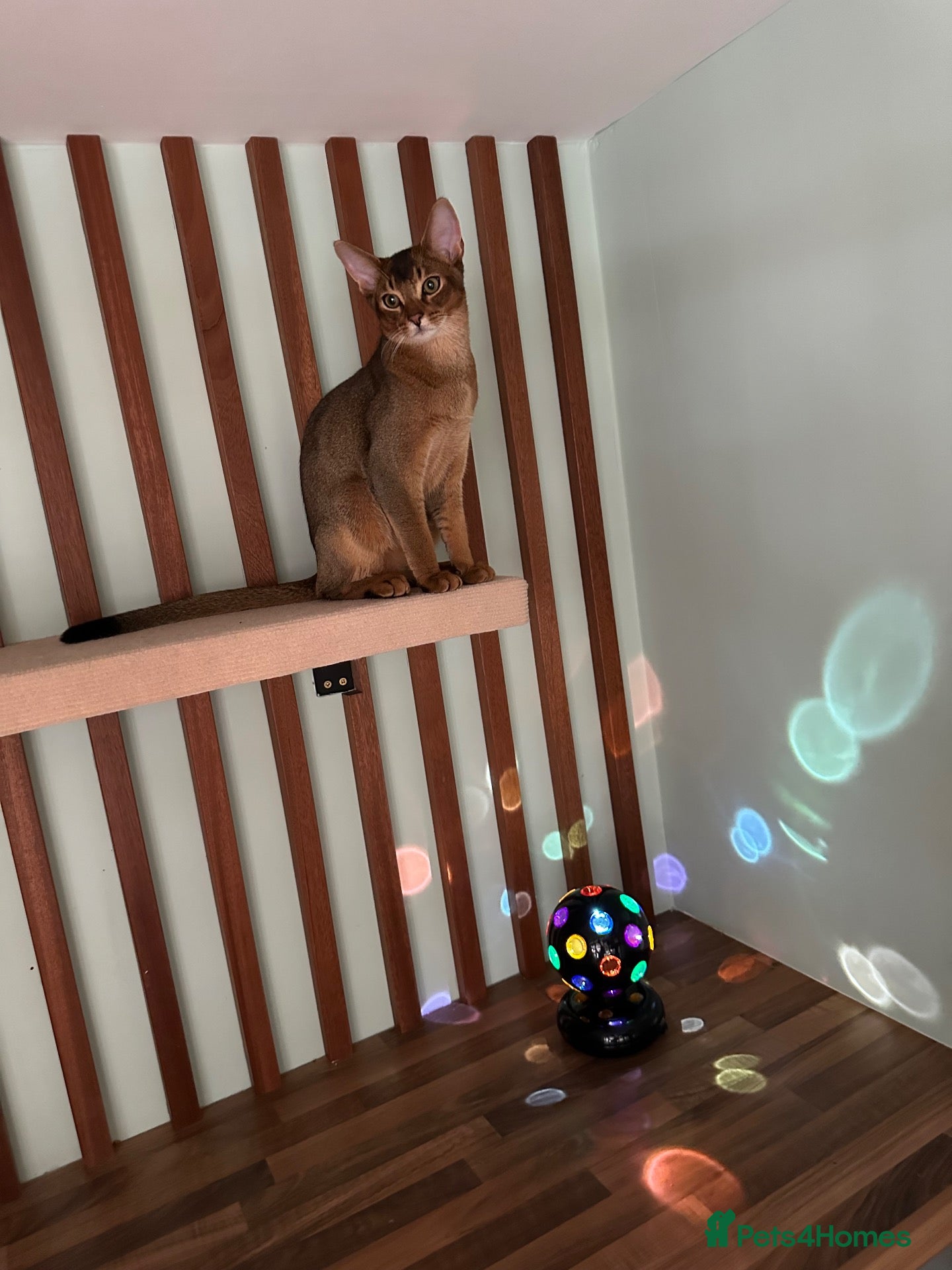 Abyssinian cats Last one boy ready to go🌟 - Advert 18