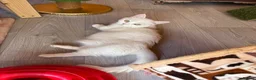 Munchkin cats for sale: Munchkin female  - Advert 3