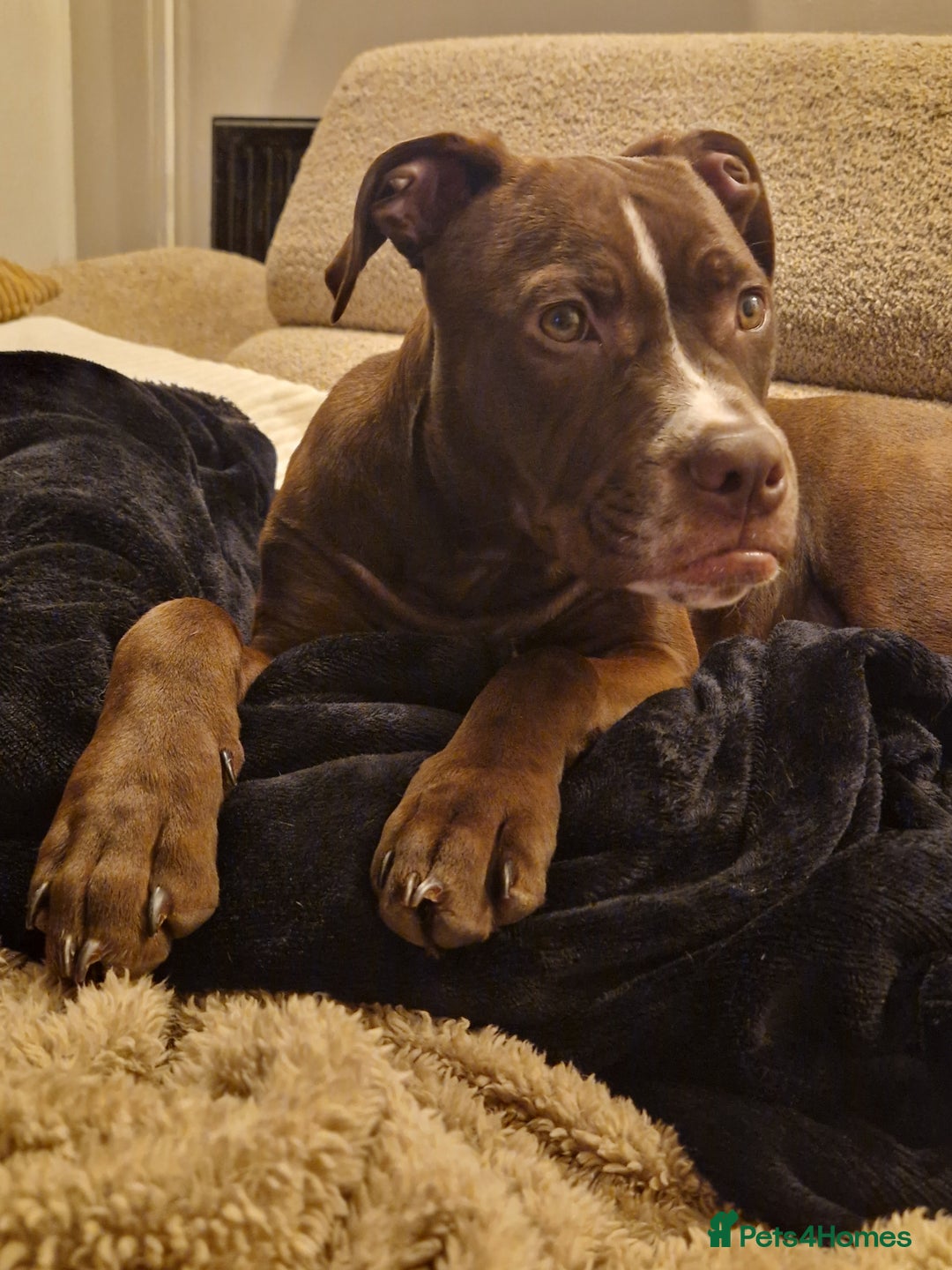 Mixed Breed dogs for sale: Staffy x american bulldog - Advert 1