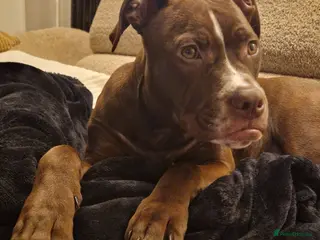 Mixed Breed dogs Staffy x american bulldog - Advert 5