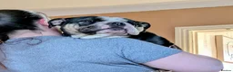 English Bulldog dogs for sale: Beautiful English Bulldog bitch 2 years old - Advert 3