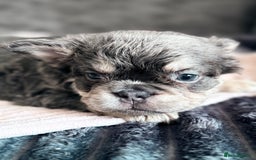 French Bulldog dogs for sale: FLUFFY FRENCH BULLDOGS  - Image 16