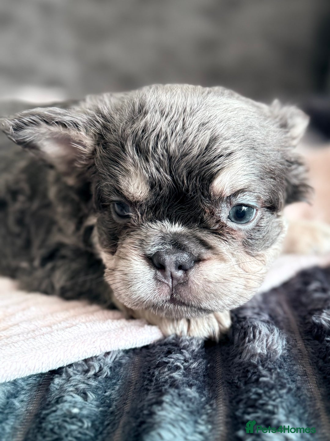 French Bulldog dogs for sale: FLUFFY FRENCH BULLDOGS  - Image 16