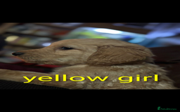 Goldendoodle dogs for sale: Beautiful golden puppies READY NOW ONE GIRL LEFT  - Image 8