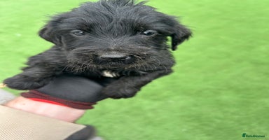Mixed Breed dogs - Advert 15