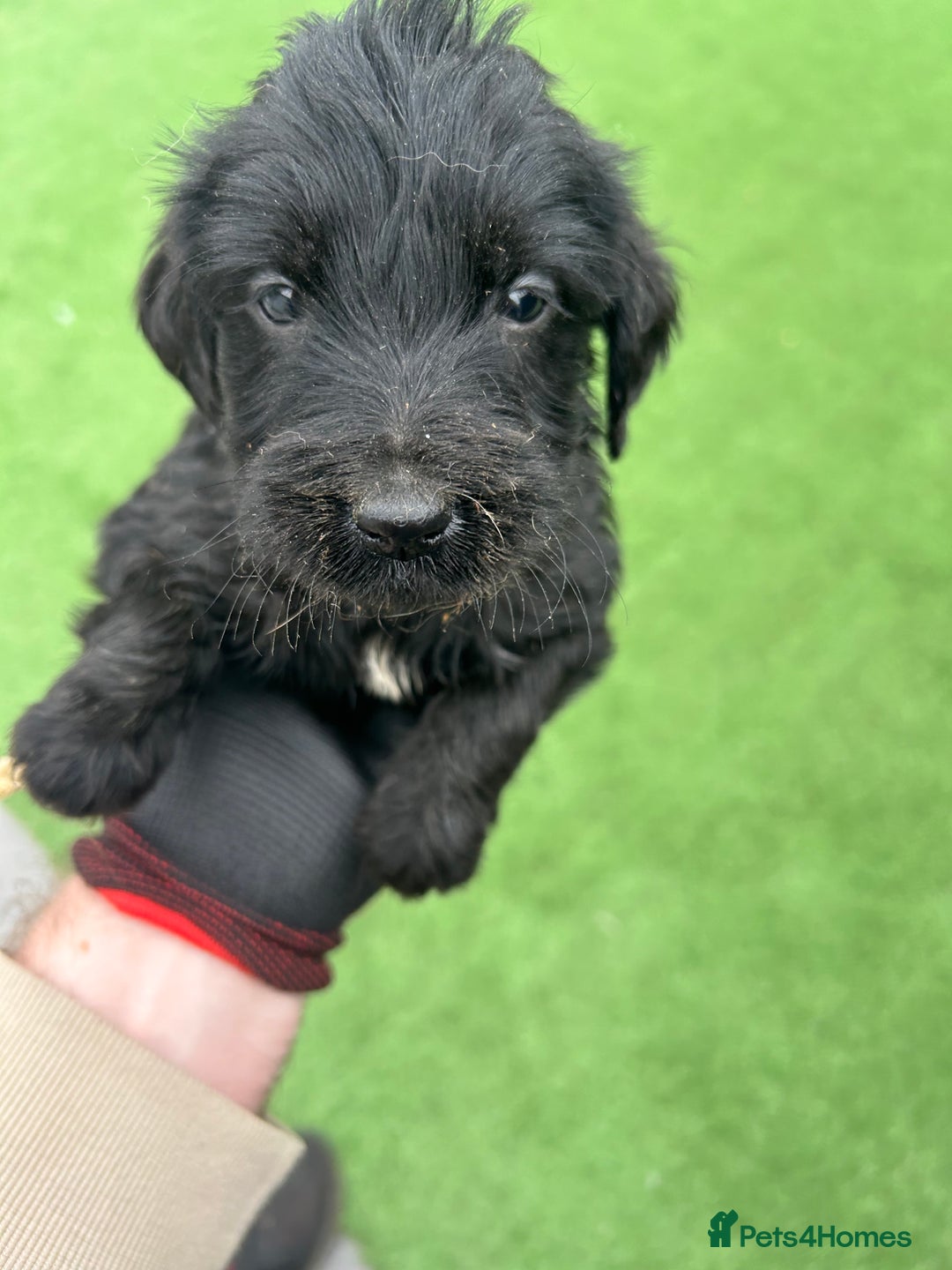 Mixed Breed dogs for sale: 7 beautiful Labrador x cockapoo pups  - Image 3