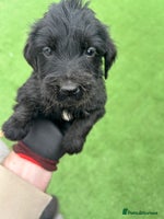 Mixed Breed dogs - Advert 6