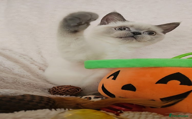 Scottish Fold cats - Advert 6