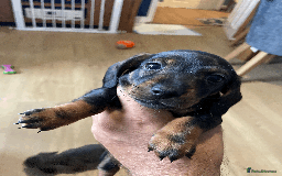 Miniature Dachshund dogs for sale: 🧬 🐶 Beautiful miniature dachshunds 🐶 🧬  - Image 6